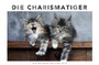 Bild: Whiskas Katzenkalender 2016 - Heye