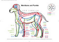 Abbildung von: Meridiane und Punkte am Hund - APM-Akademie