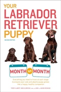 Cover: Your Labrador Retriever Puppy Month by Month, 2nd Edition - Alpha Books