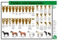 Cover: Farben und Abzeichen - FN Verlag