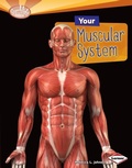 Cover: Your Muscular System - Lerner Publishing Group