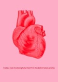 Cover: Create a Single Functioning Human Heart from Two Distinct Human Genomes - greyisgood