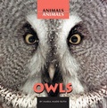 Cover: Owls - Cavendish Square Publishing