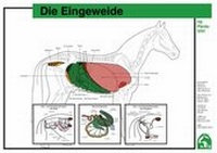 Abbildung von: Die Eingeweide - FN-Pferdetafeln - FN Verlag