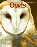 Cover: Owls - Cavendish Square Publishing