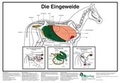 Cover: Die Eingeweide - FN Verlag