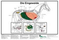 Abbildung von: Die Eingeweide - FN Verlag
