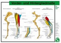 Abbildung von: Vorder- und Hintergliedmaße - FN Verlag