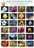 Cover: Flora Silvestre de Canarias [Canarian Wild Flowers] - Publicaciones Turquesa