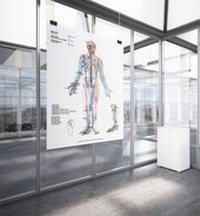 Abbildung von: AMM & TCM Meridian Plakat Ventral DIN A2 - AMM & TCM