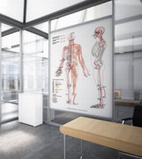 Abbildung von: AMM & TCM Meridian Plakat Dorsal DIN A2 - AMM & TCM
