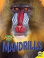 Cover: Mandrills - Av2 by Weigl