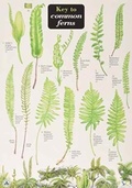 Cover: Key to Common Ferns - Field Studies Council