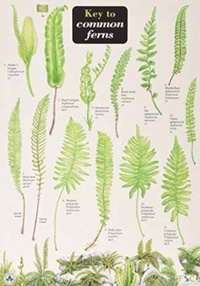 Enlarge image Cover: Key to Common Ferns - Field Studies Council
