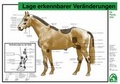 Cover: Lage erkennbarer Ver&auml;nderungen - FN Verlag