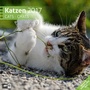 Bild: Katzen 30 x 30 cm 2017 - Ackermann Kunstverlag