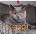 Cover: KATZEN - St&uuml;rtz