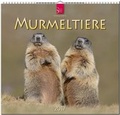 Cover: Murmeltiere 2017 - St&uuml;rtz