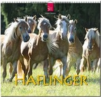 Abbildung von: HAFLINGER - Stürtz