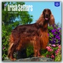 Bild: Irish Setters - Irish Setter 2017 - 18-Monatskalender mit freier DogDays-App - Brown Trout-Auslieferer Flechsig