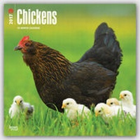 Abbildung von: Chickens - Hühner 2017 - 18-Monatskalender - Browntrout Publishers