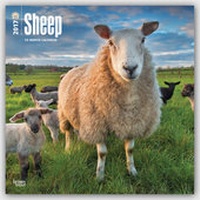 Abbildung von: Sheep - Schafe 2017 - 18-Monatskalender - Brown Trout-Auslieferer Flechsig