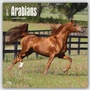 Bild: Arabians - Araber 2017 - 18-Monatskalender - Brown Trout-Auslieferer Flechsig
