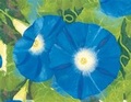 Cover: Painted Garden Keepsake Box - Galison