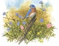 Cover: Four Seasons of Birds Keepsake Box - Mudpuppy Press