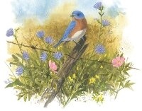 Enlarge image Cover: Four Seasons of Birds Keepsake Box - Mudpuppy Press