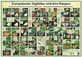 Cover: Europ&auml;ische Tagfalter und ihre Raupen - Planet Poster Editions