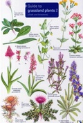 Cover: Guide to Grassland Plants 2: Chalk and Limestone v. 2 - Field Studies Council