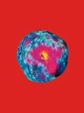 Cover: Pipilotti Rist: Your Salvia is my Diving Suit in the Ocean of Pain - Snoeck