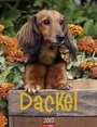 Cover: Dackel - Kalender 2017 - Weingarten