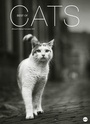 Cover: Cats Edition - Kalender 2017 - Heye