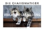 Bild: Whiskas Katzenkalender - Kalender 2017 - Heye