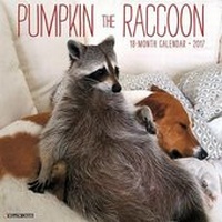 Enlarge image Cover: Pumpkin the Raccoon 2017 Wall Calendar - Willow Creek Press Calendars