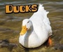 Cover: Ducks - Raintree