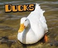 Cover: Ducks - Raintree