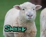 Cover: Sheep - Raintree