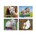 Cover: Farm Animals - Capstone Press