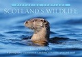 Cover: Scotland's Wildlife: Picturing Scotland - Ness Publishing