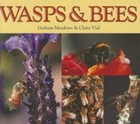 Enlarge image Cover: Wasps & Bees - Dominie Press