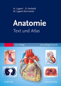 Abbildung von: Anatomie - Urban & Fischer