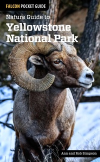 Enlarge image Cover: Nature Guide to Yellowstone National Park - Falcon Guides