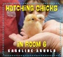 Cover: Hatching Chicks in Room 6 - Charlesbridge Publishing,U.S.