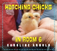 Enlarge image Cover: Hatching Chicks in Room 6 - Charlesbridge Publishing,U.S.