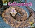 Cover: Cottonmouth - Bearport Books