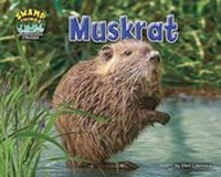 Enlarge image Cover: Muskrat - Bearport Books