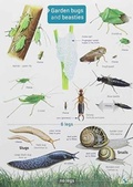 Cover: Garden Bugs and Beasties - Field Studies Council